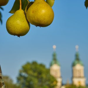 20180905_StFlorian_Brucknerstraße_Birnen_Stiftstuerme©Andreas-Etlinger