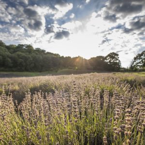 Abtei_Pannonhalma_Lavendelernte2018_levendulanapok39_FC_Abtei_Pannonhalma_kl