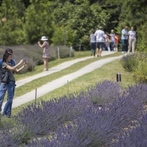 Abtei_Pannonhalma_Lavendelfest2018_levendulanapok27_FC_Abtei_Pannonhalma_kl