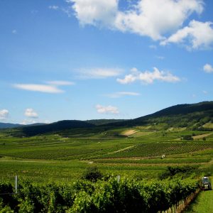 Stift_Lilienfeld_Domaene_2014_Weingarten_FC_Stift_Lilienfeld